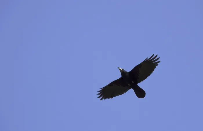 Framed Print : Rook (Corvus frugilegus) in flight