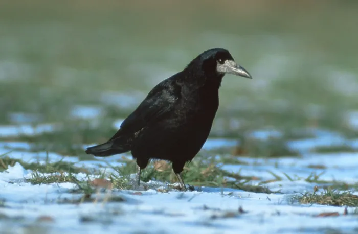 Framed Print : Rook (Corvus frugilegus), Saatkraehe