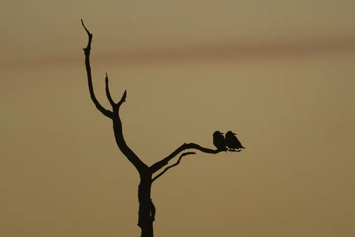 Framed Print : Rook (Corvus frugilegus) silhouette of two adult birds roosting on a tree branch at sunset Framed Print : Rook (Corvus frugilegus) silhouette of two adult birds roosting on a tree branch at sunset