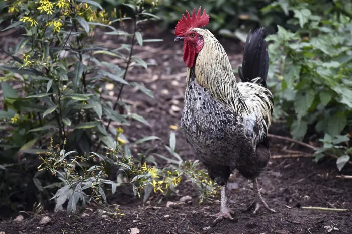Framed Print : Rooster (Gallus gallus domesticus) in the outdoor enclosure