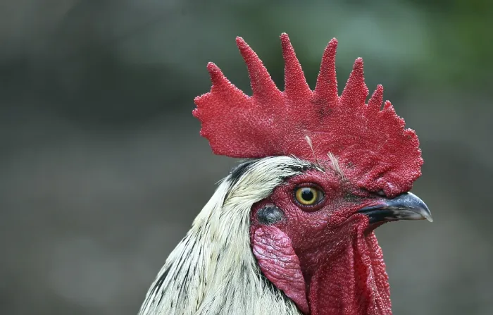 Framed Print : Rooster (Gallus gallus domesticus) in the outdoor enclosure