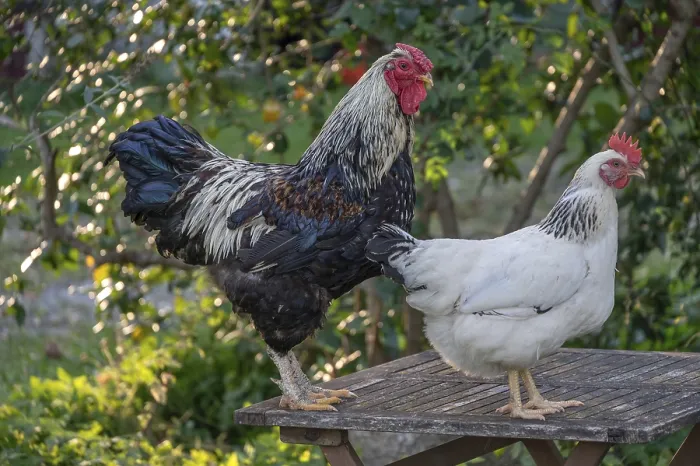 Framed Print : Rooster and hen (Gallus gallus domesticus) on a garden table