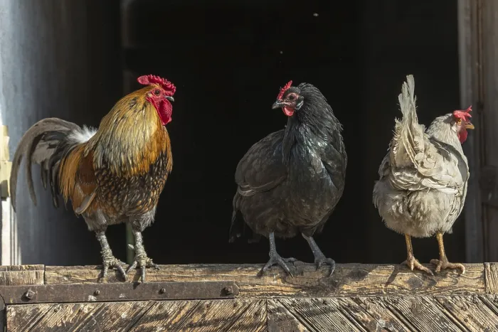 Framed Print : Rooster and hens perched in a farmyard Framed Print : Rooster and hens perched in a farmyard