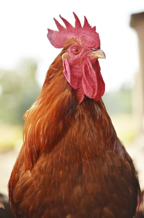 Framed Print : Rooster on traditional free range poultry farm