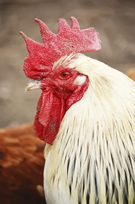 Framed Print : Rooster in traditional free range poultry farming