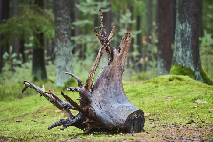 Framed Print : Root system of a old tree in the forest