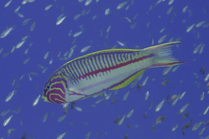Framed Print : Rootmeer Junker (Thalassoma rueppellii)