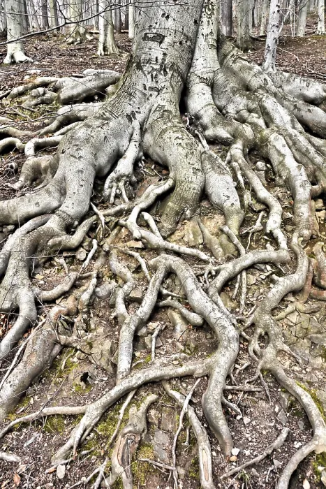 Framed Print : Roots of a beech tree in the forest