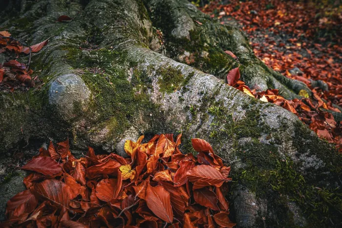 Framed Print : Roots of a deciduous tree covered with moss in autumn and brown leaves on the forest floor