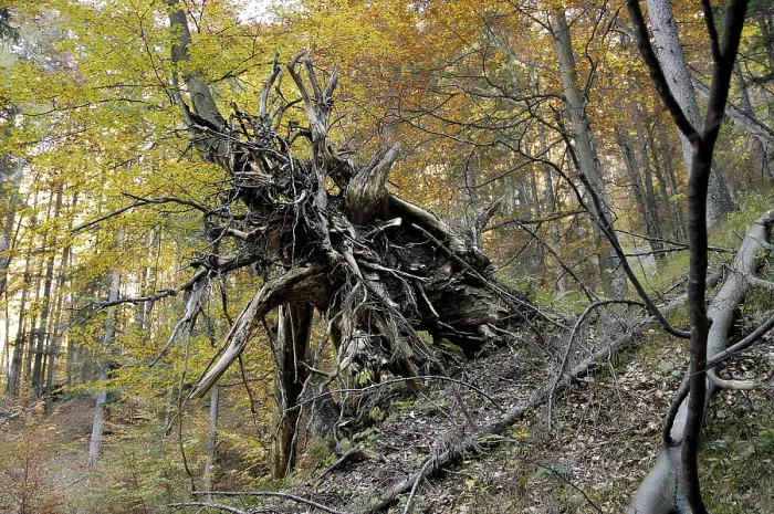 Framed Print : Roots of a fallen tree in a forest