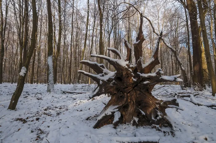 Framed Print : Roots of a fallen tree in a snowy forest