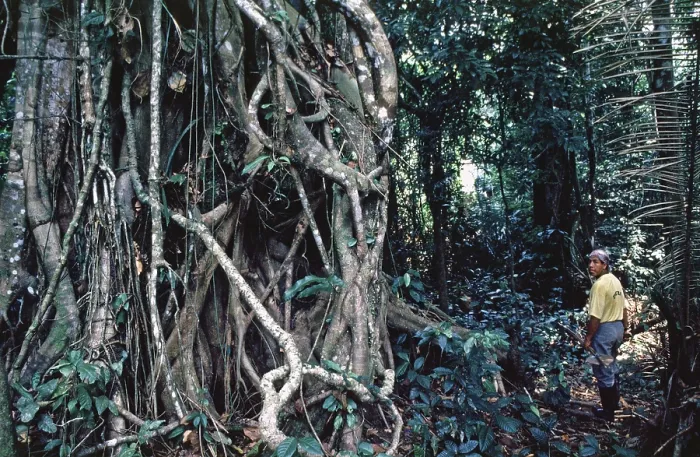 Framed Print : Roots, jungle, man, Amazon region near Iquitos