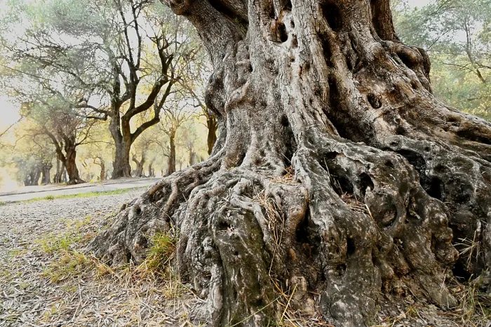 Framed Print : Roots of an olive tree in the Parc Pian Framed Print : Roots of an olive tree in the Parc Pian