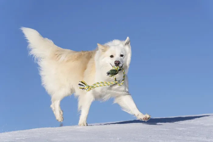 Framed Print : Rope games, Icelandic dog in the snow
