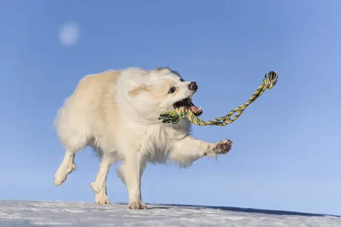 Framed Print : Rope games, Icelandic dog in the snow