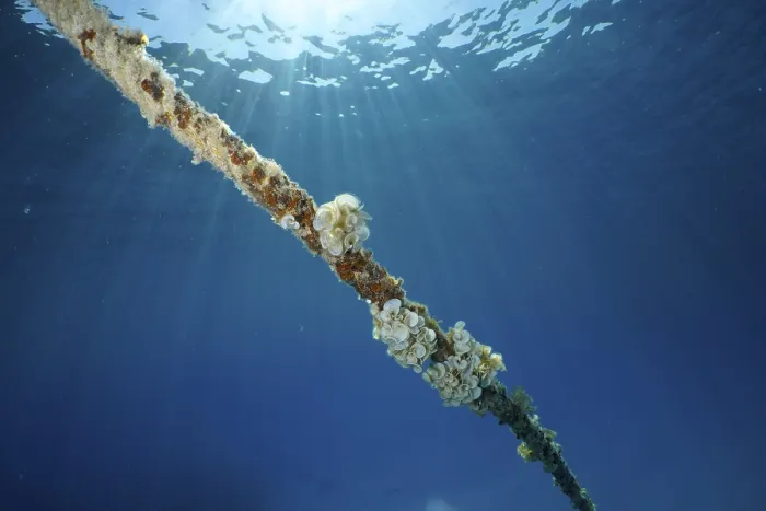 Framed Print : A rope under water covered with ear funnel algae (Padina Gymnospora)