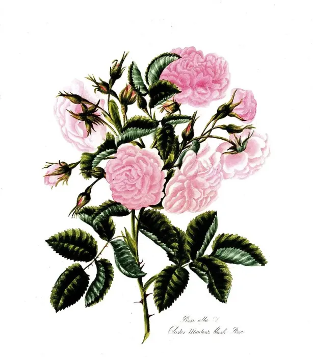 Framed Print : Rosa alba, Rose, Historic rose Framed Print : Rosa alba, Rose, Historic rose