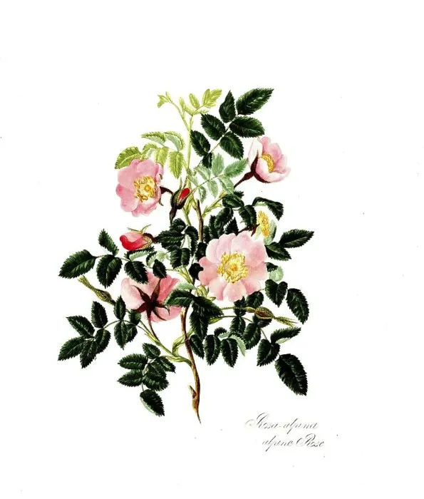 Framed Print : Rosa alpina, Rose, Historic rose
