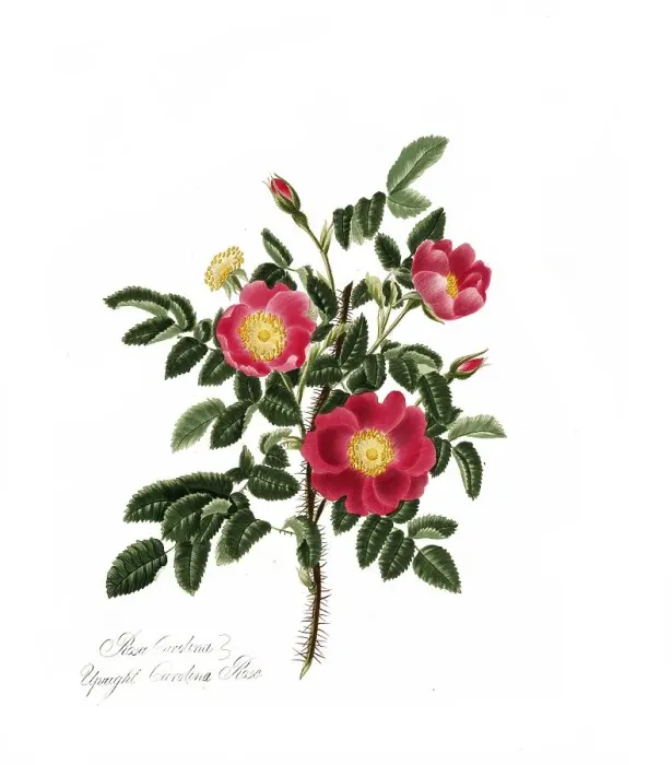Framed Print : Rosa carolina, Rose, Historic rose