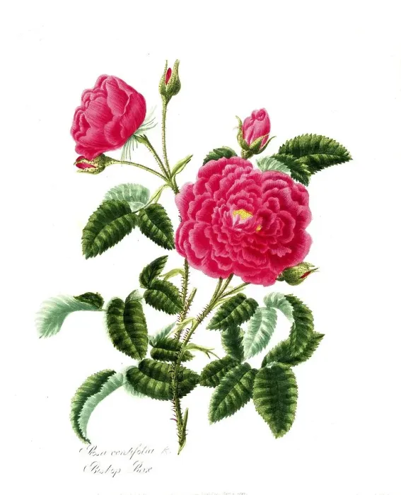 Framed Print : Rosa centifolia, Rose, Old rose Framed Print : Rosa centifolia, Rose, Old rose