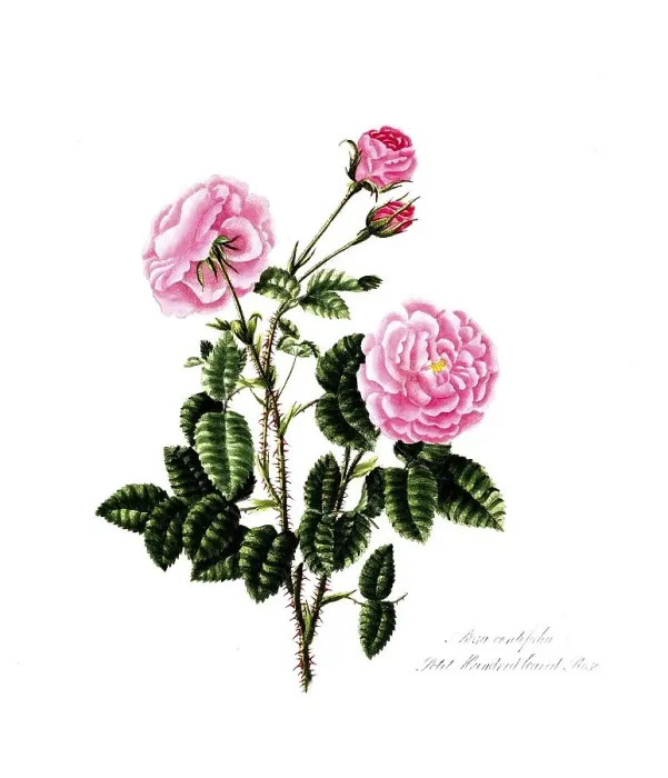 Framed Print : Rosa centifolia8, Rose, Old rose Framed Print : Rosa centifolia8, Rose, Old rose