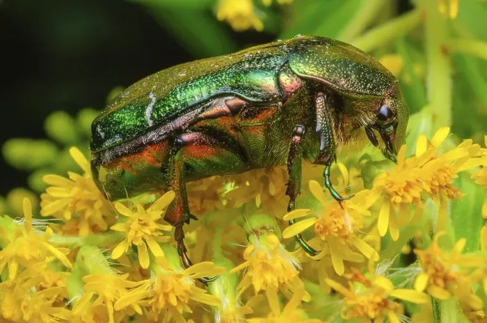 Framed Print : Rosa Chafer (Cetonia aurata) on a yellow flower