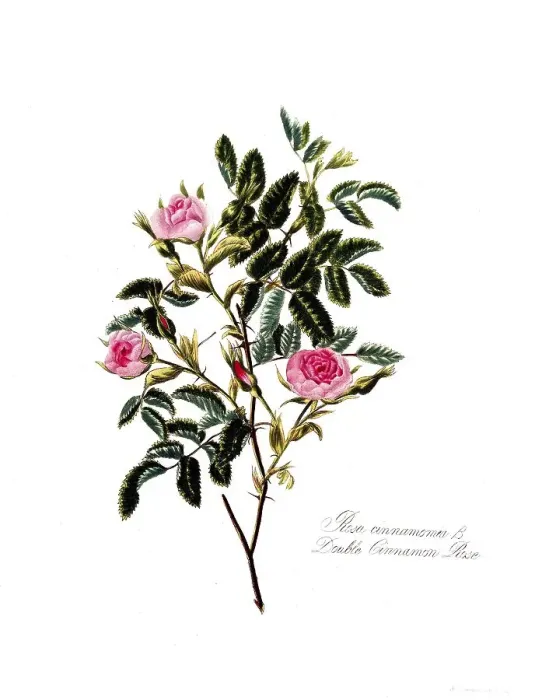 Framed Print : Rosa cinnamomea, Rose, Old rose