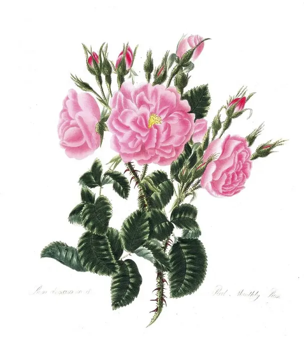 Framed Print : Rosa damascena, Rose, Historic rose