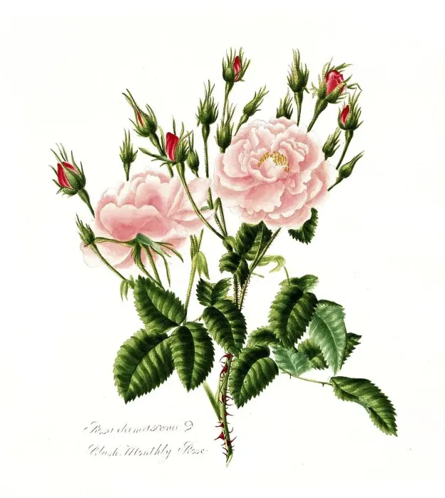 Framed Print : Rosa damascena, Rose, Historic rose