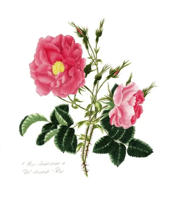 Framed Print : Rosa damascena, Rose, Historic rose