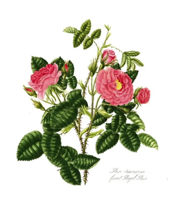 Framed Print : Rosa damscene, Great Royal Rose Framed Print : Rosa damscene, Great Royal Rose