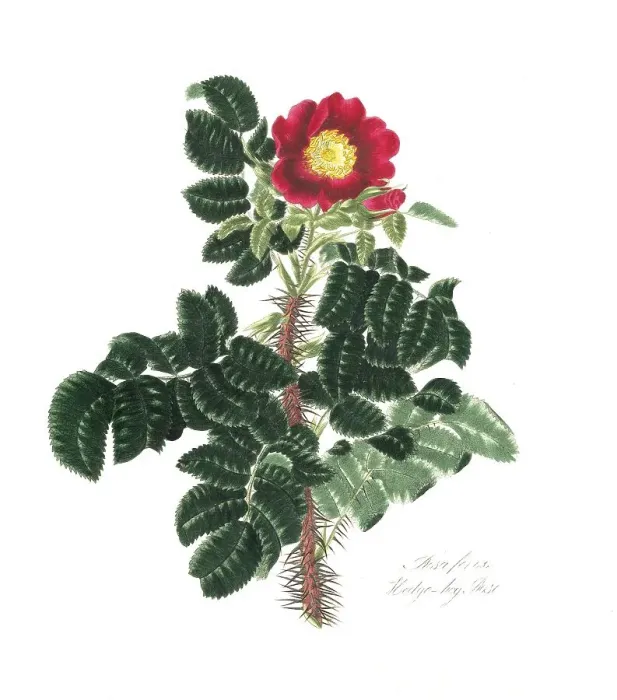 Framed Print : Rosa ferox, Rose, Historic rose