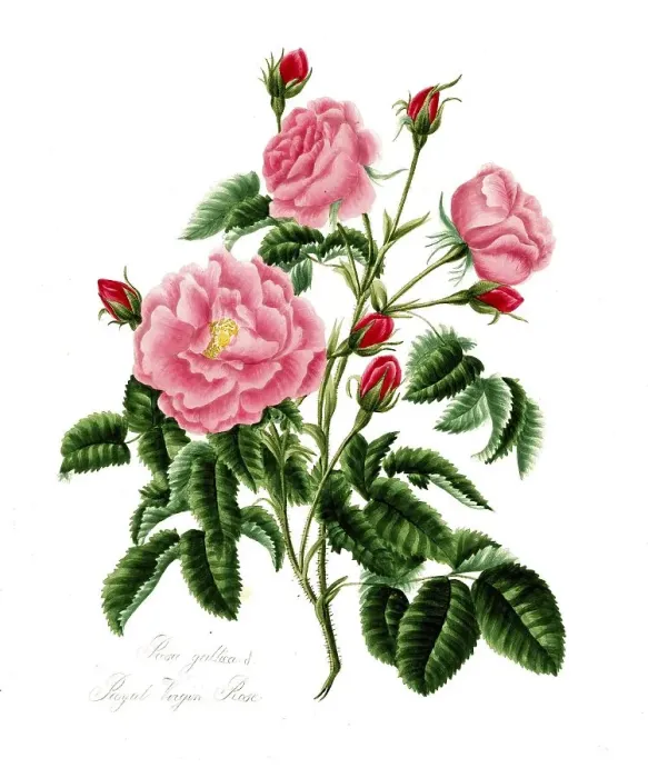Framed Print : Rosa gallica, Rose, Historic rose