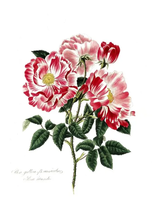Framed Print : Rosa gallica-versicolor, Rose, Old rose Framed Print : Rosa gallica-versicolor, Rose, Old rose
