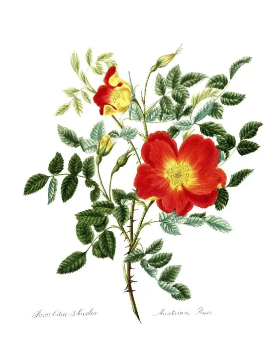 Framed Print : Rosa lutea-bicolor, Rose, Old rose Framed Print : Rosa lutea-bicolor, Rose, Old rose