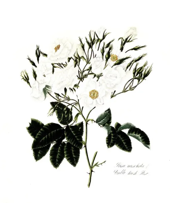 Framed Print : Rosa moschata, Rose, Historic rose