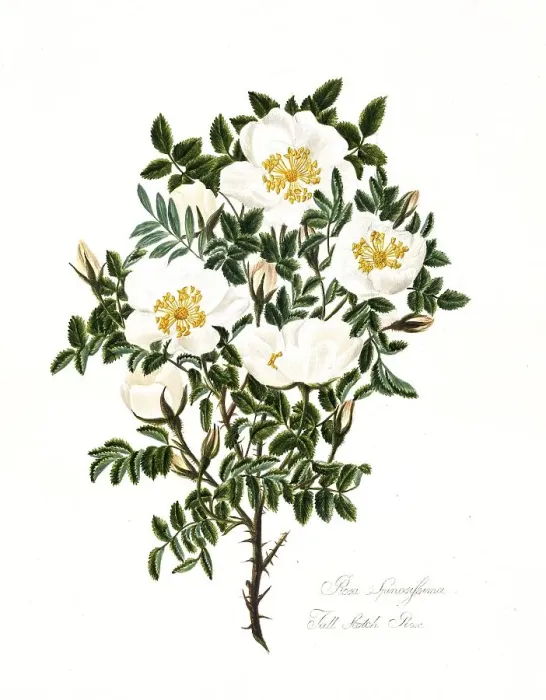 Framed Print : Rosa spinosissima, Full Scotch Rose Framed Print : Rosa spinosissima, Full Scotch Rose