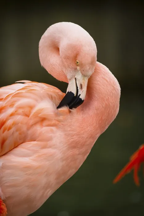 Framed Print : Rosaflamingo (Phoenicopterus roseus) Framed Print : Rosaflamingo (Phoenicopterus roseus)