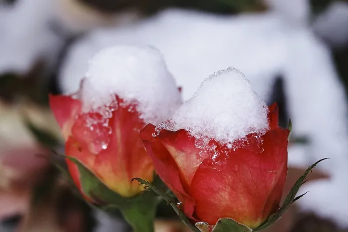Framed Print : Rose blossom with snow, Winter, Germany