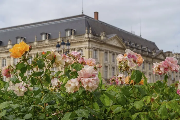 Framed Print : Rose blossoms in the foreground with historic building in the background