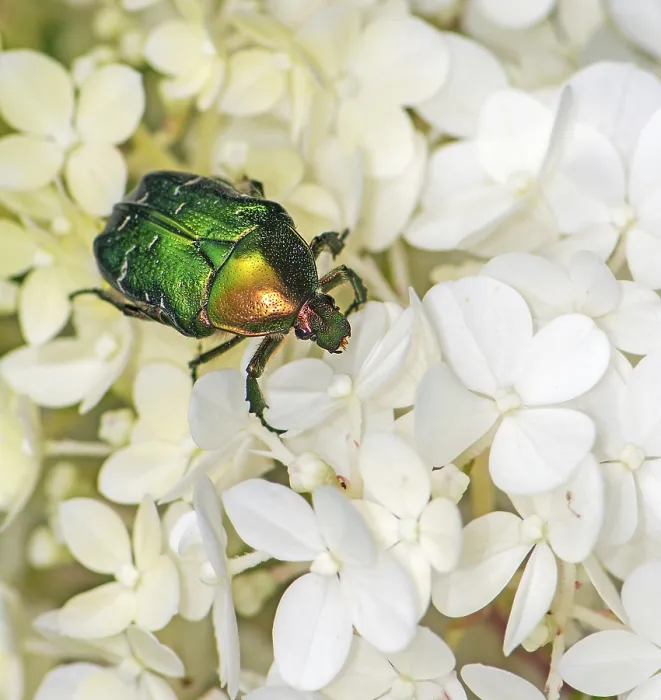 Framed Print : Rose chafer bug (Cetoniinae) in a flower blossom