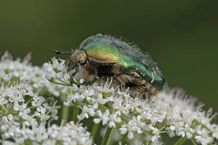 Framed Print : Rose chafer (Cetonia aurata)