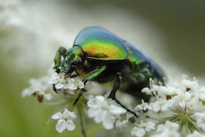 Framed Print : Rose Chafer (Cetonia aurata) on chervil