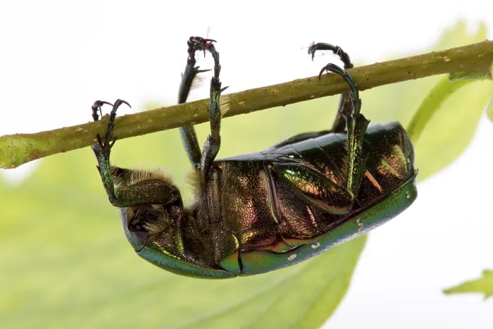 Framed Print : Rose chafer crawling on a branch (Cetonia aurata) on a white background