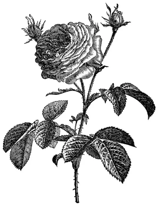 Framed Print : Rose, historical illustration from: Marie Adenfeller