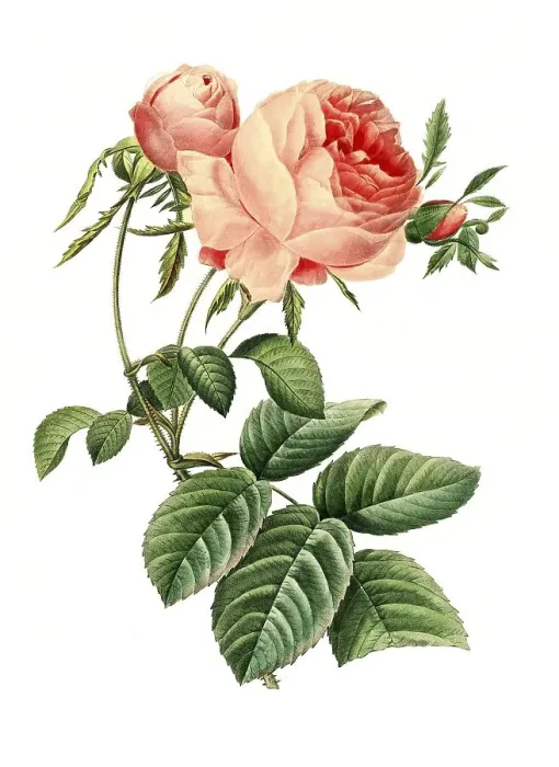 Framed Print : Rose, provence rose (Rosa centifolia) Framed Print : Rose, provence rose (Rosa centifolia)