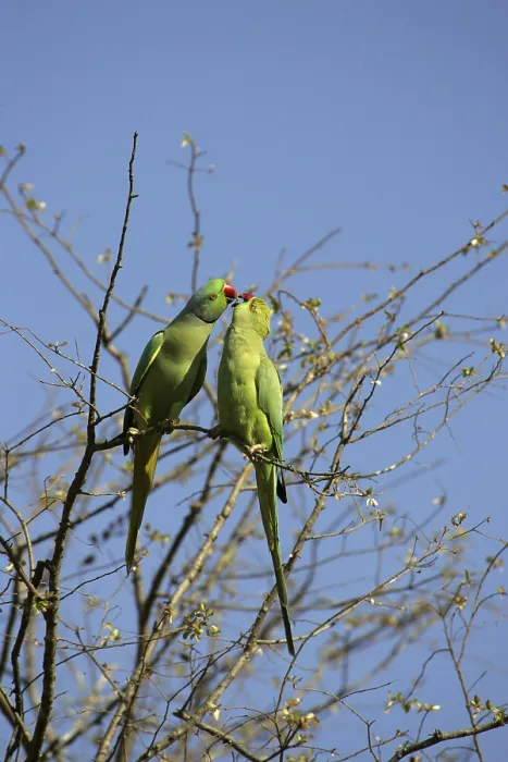 Framed Print : Rose-ringed Parakeet (Psittacula krameri)