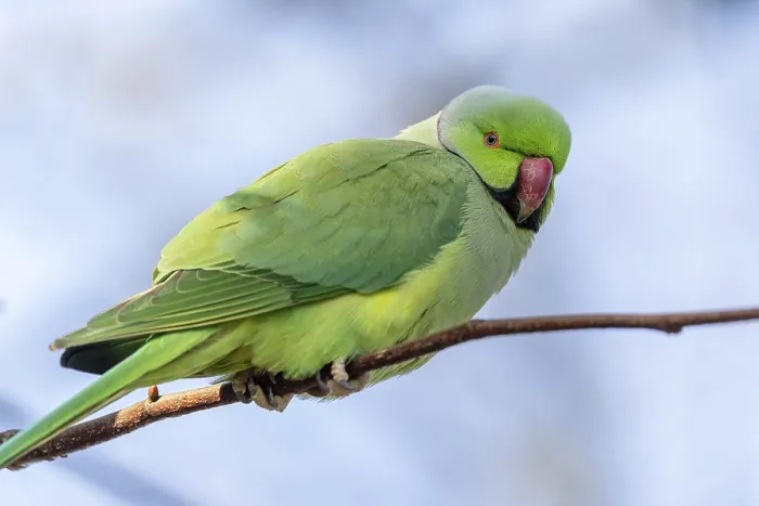 Framed Print : Rose-ringed parakeet (Psittacula krameri) on a branch