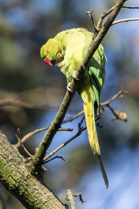 Framed Print : Rose-ringed parakeet (Psittacula krameri) on a branch Framed Print : Rose-ringed parakeet (Psittacula krameri) on a branch