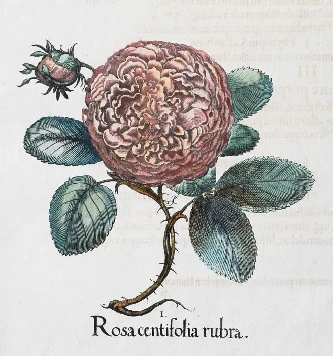 Framed Print : Rose (Rosa), hand-coloured copper engraving by Basilius Besler